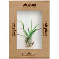 Microgarden Air Plant  Caput Medusae